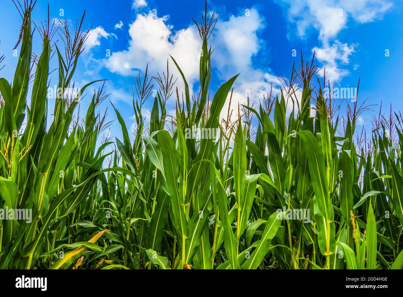 Green field sunny sky hi-res stock photography and images - Alamy