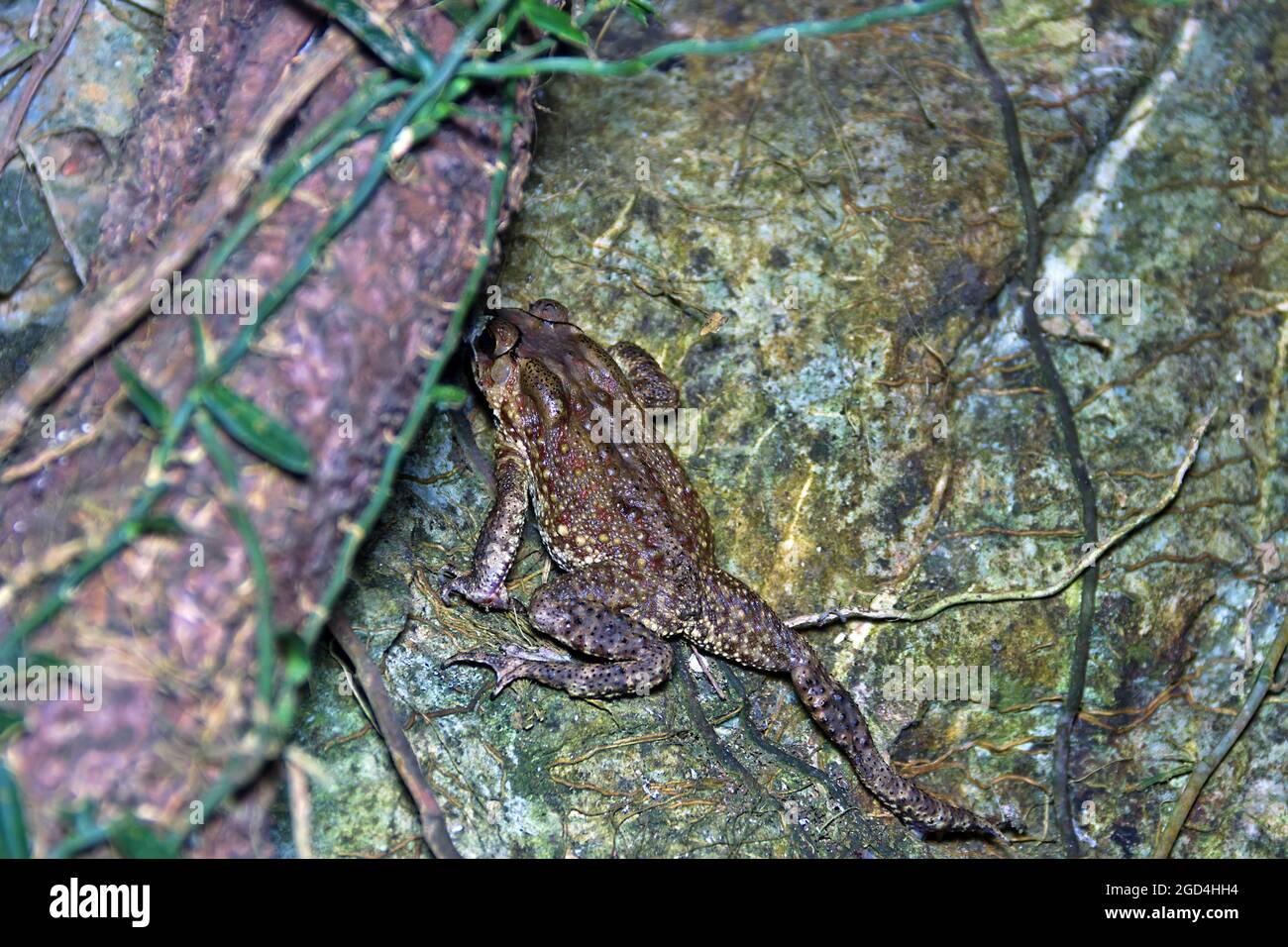South Asian garden toad (Bufo melanostictus) in Vietnam rain forest ...