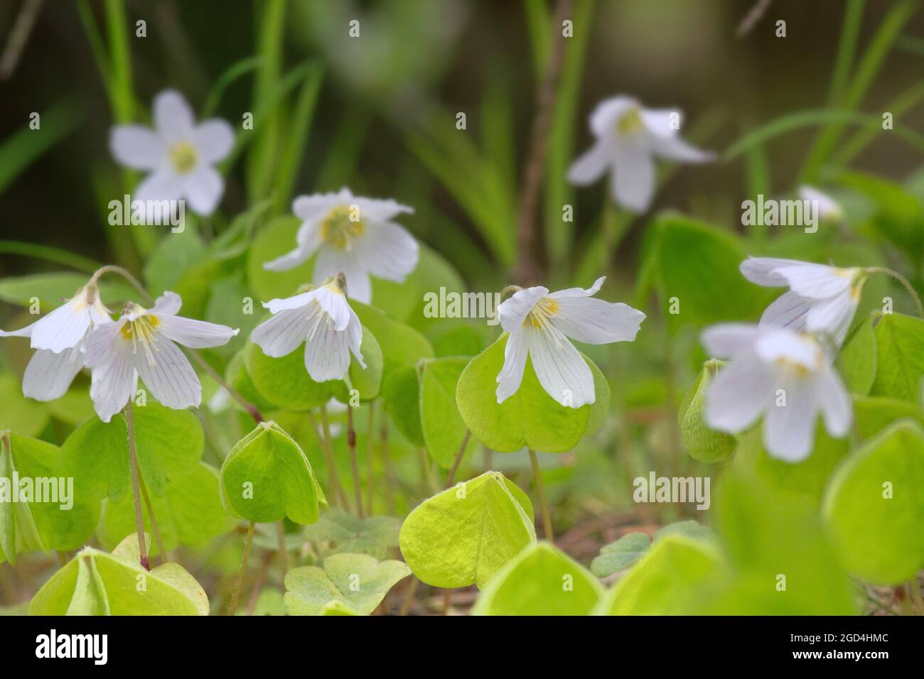 Shamrock (Oxalis acetosella). Plant of Europe and Asia shady dark