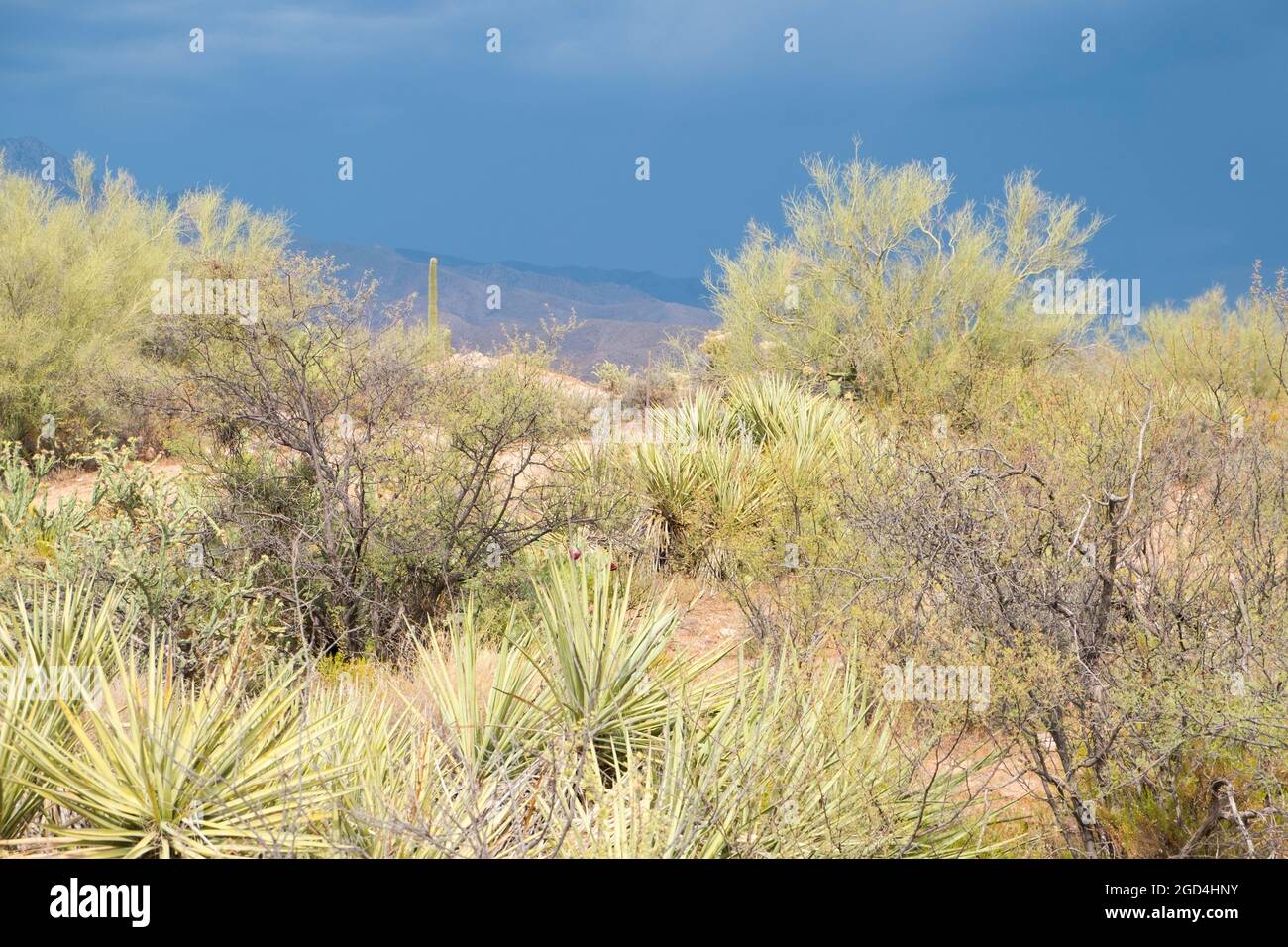 A moody, stormy weather pattern settles over Tonto National Forest park