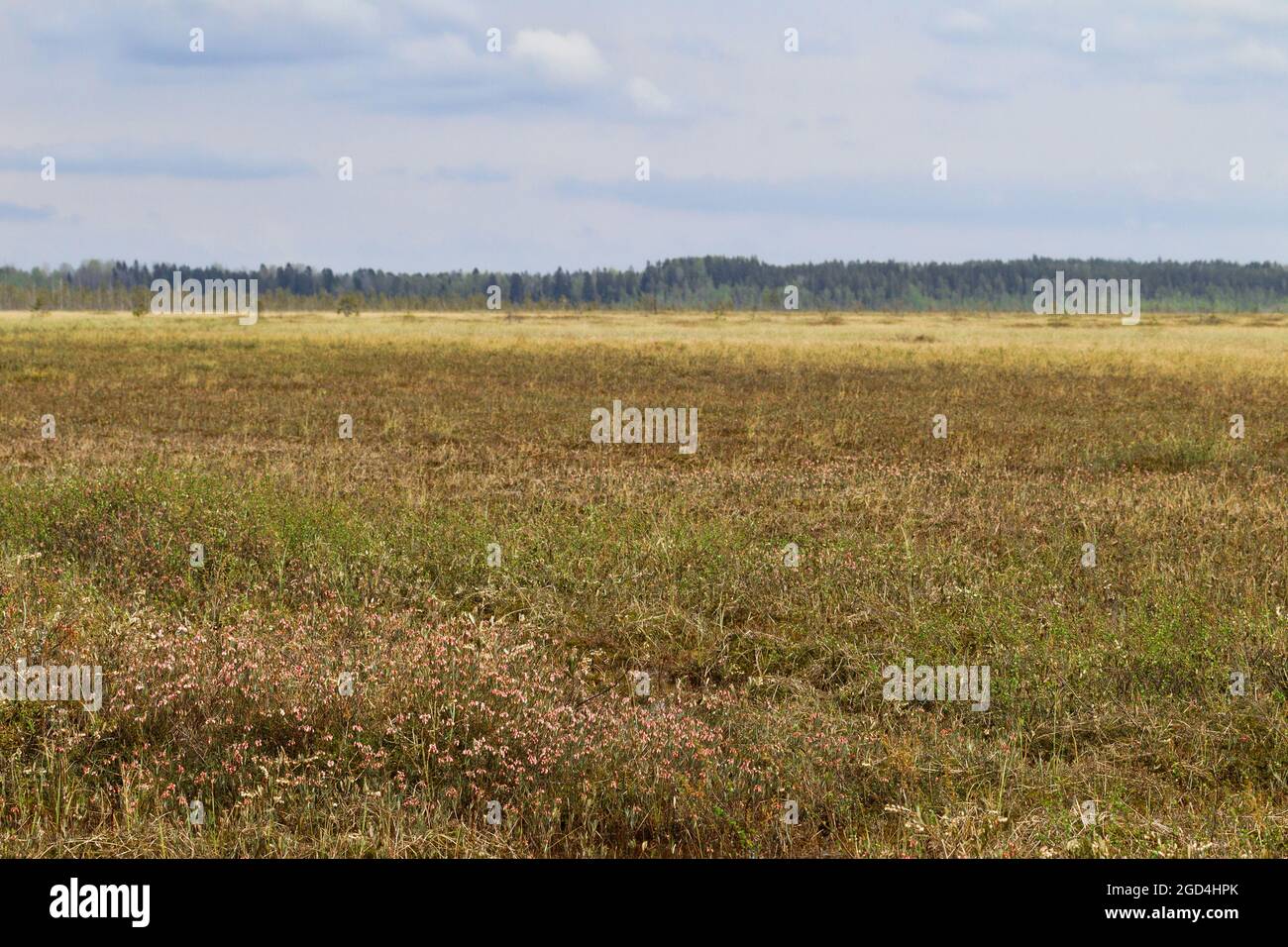 Mesotrophic peat-land (transition moor) in the north-east of Europe among the boreal forests (in the background). In the foreground is a flowering And Stock Photo