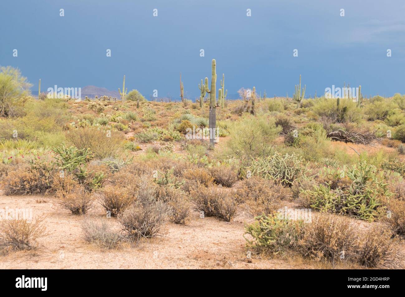 A moody, stormy weather pattern settles over Saguaro cactus in Tonto