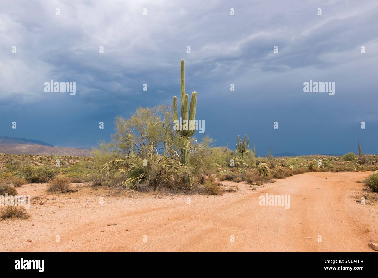 Saguaro cactus near phoenix hires stock photography and images Alamy