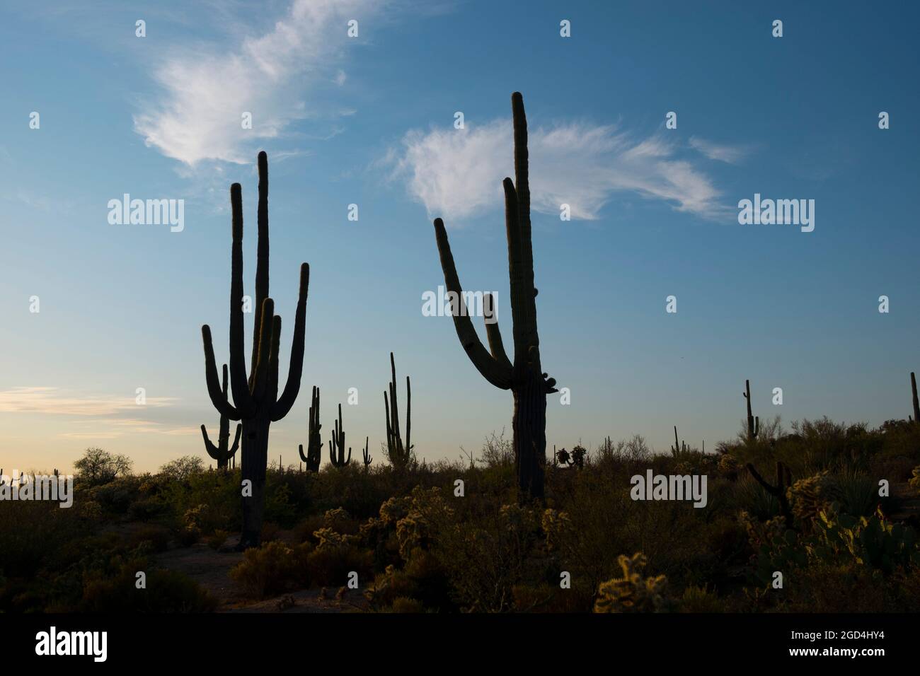 Saguaro cactus near phoenix hires stock photography and images Alamy
