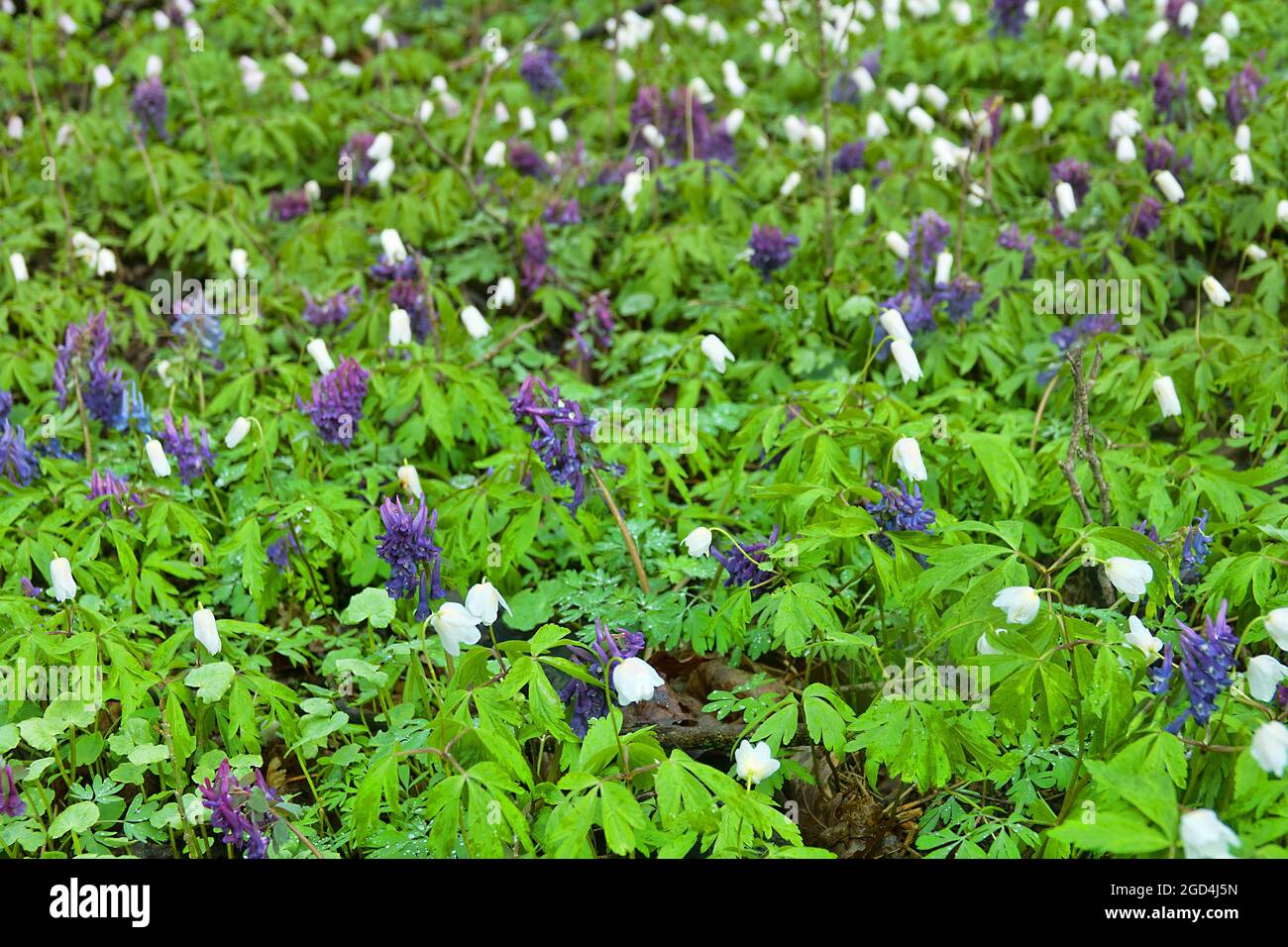 Early bloomers (primroses) of northern European forests. European wood anemone (Anemone nemorosa) and Fumewort (Corydalis solida) in park forest (wood Stock Photo
