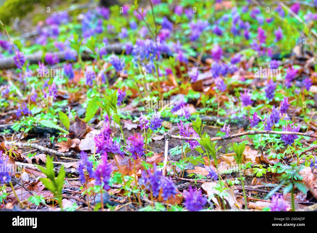 Early bloomers (primroses) of boreal European forests. Fumewort (Corydalis solida) in Europian park forest (wood-meadow), carpet of flowers. - Floweri Stock Photo