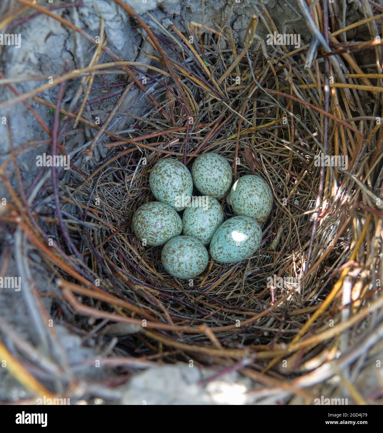Jay Bird Egg High Resolution Stock Photography And Images Alamy