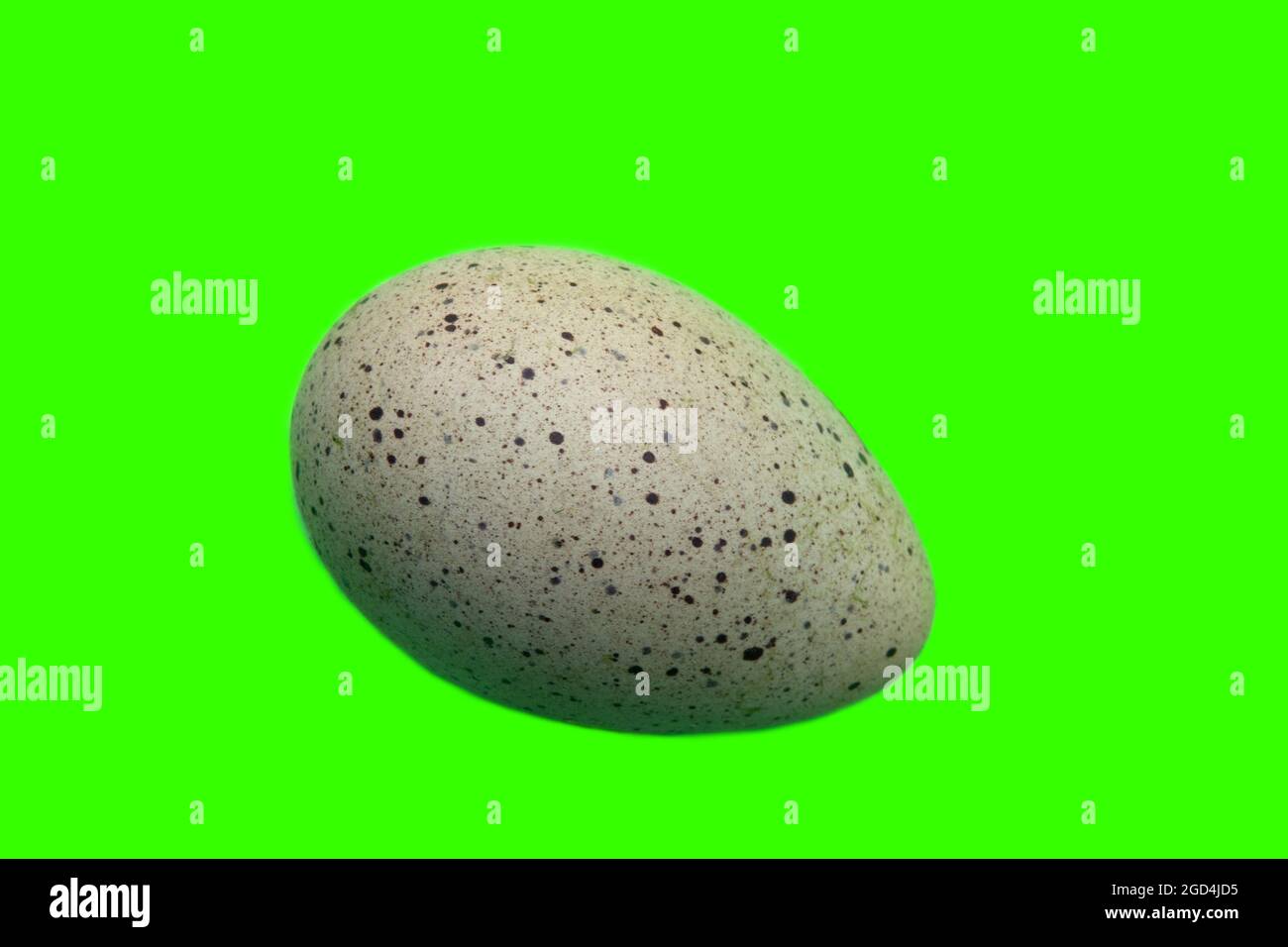 Bird's Nest Guide. Nidology. European coot (Fulica atra) egg on a yellow-green background as ornithology learning material Stock Photo