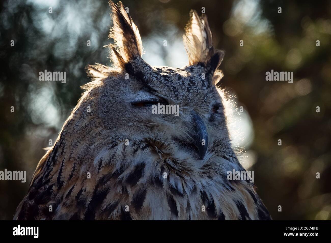 Eagle Owl (Bubo bubo) (half-length portrait ) sits in bright sun its eyes narrowed. Perhaps owl not only reduces load on retina, but also hides visibl Stock Photo