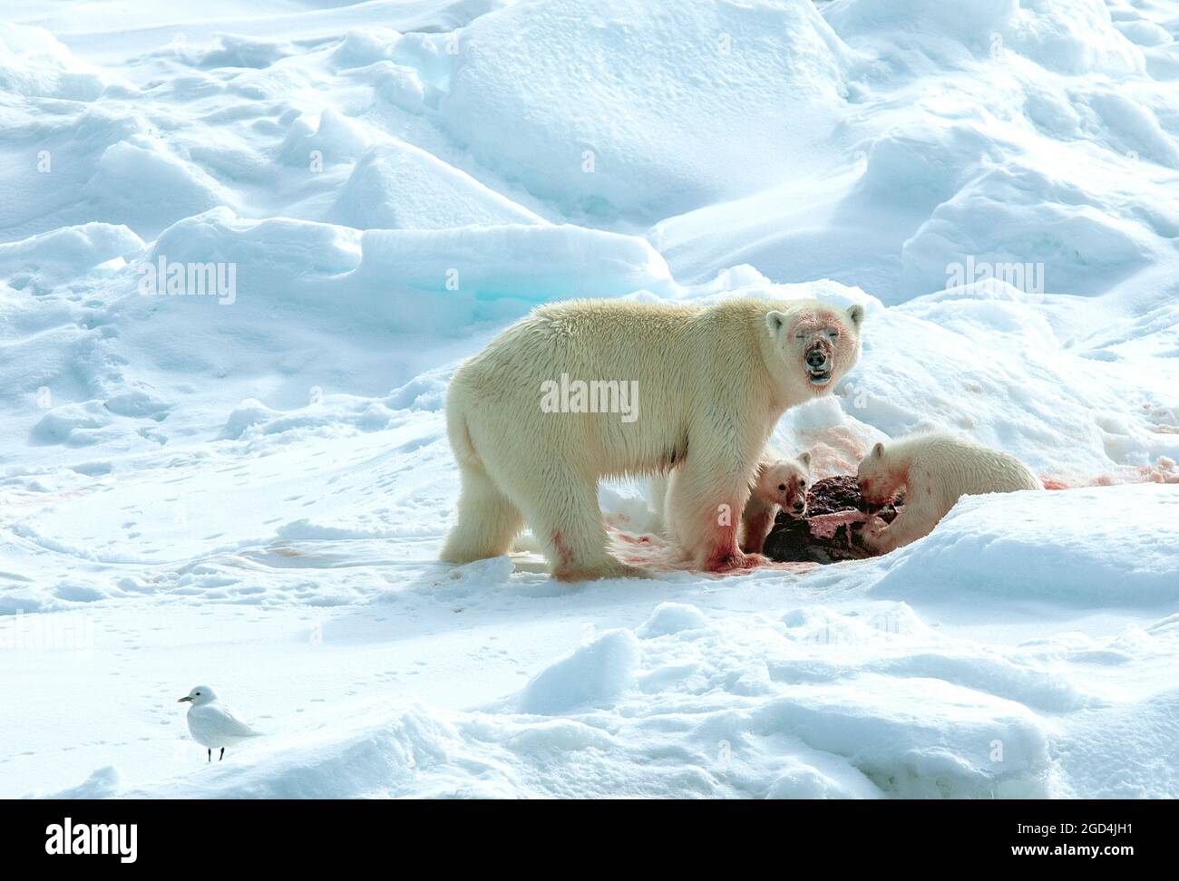 Polar bear (Ursus maritimus) mom and cubs with dead seal and Ivory Gull watching Stock Photo