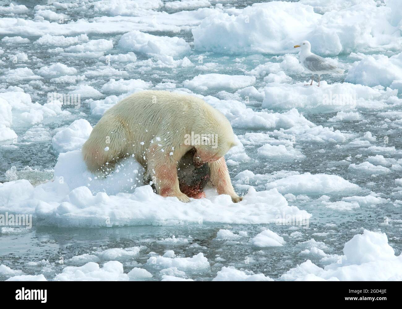 Polar bear (Ursus maritimus) with dead seal and trying to pull it out of the water Stock Photo