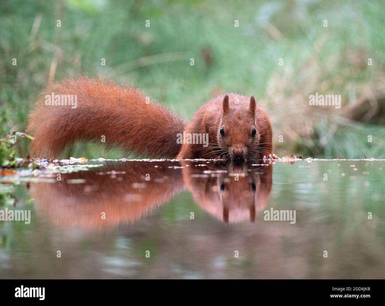 Red squirrel (Sciurus vulgaris) drinking at a pool in the forest Stock Photo