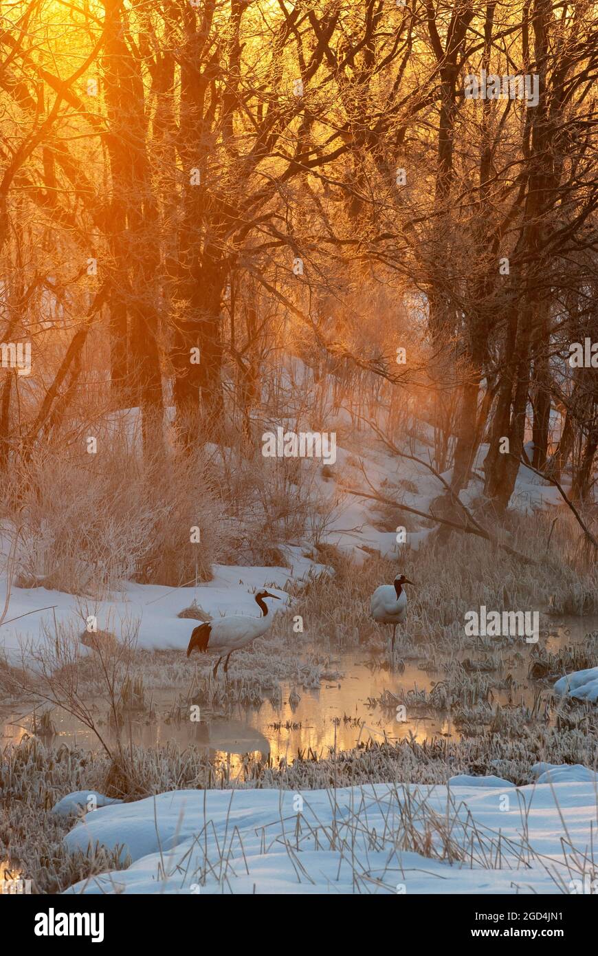 Red-crowned Crane (Grus japonensis) during sunrise with morning frost at Hokkaido (Japan) Stock Photo