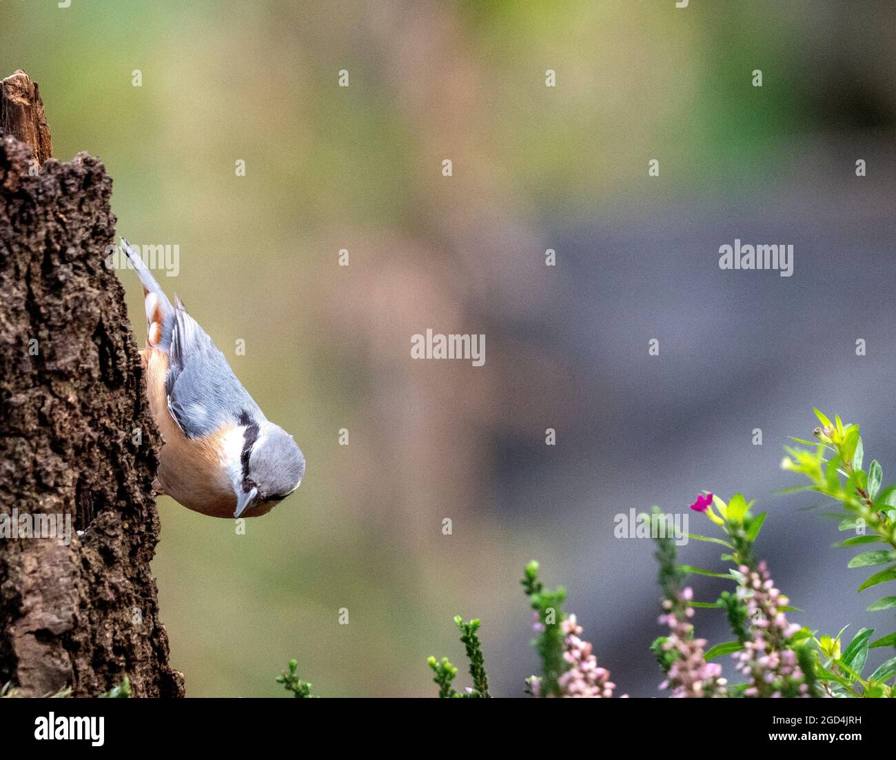 Eurasian Nuthatch (Sitta europaea) perched at a tree Stock Photo