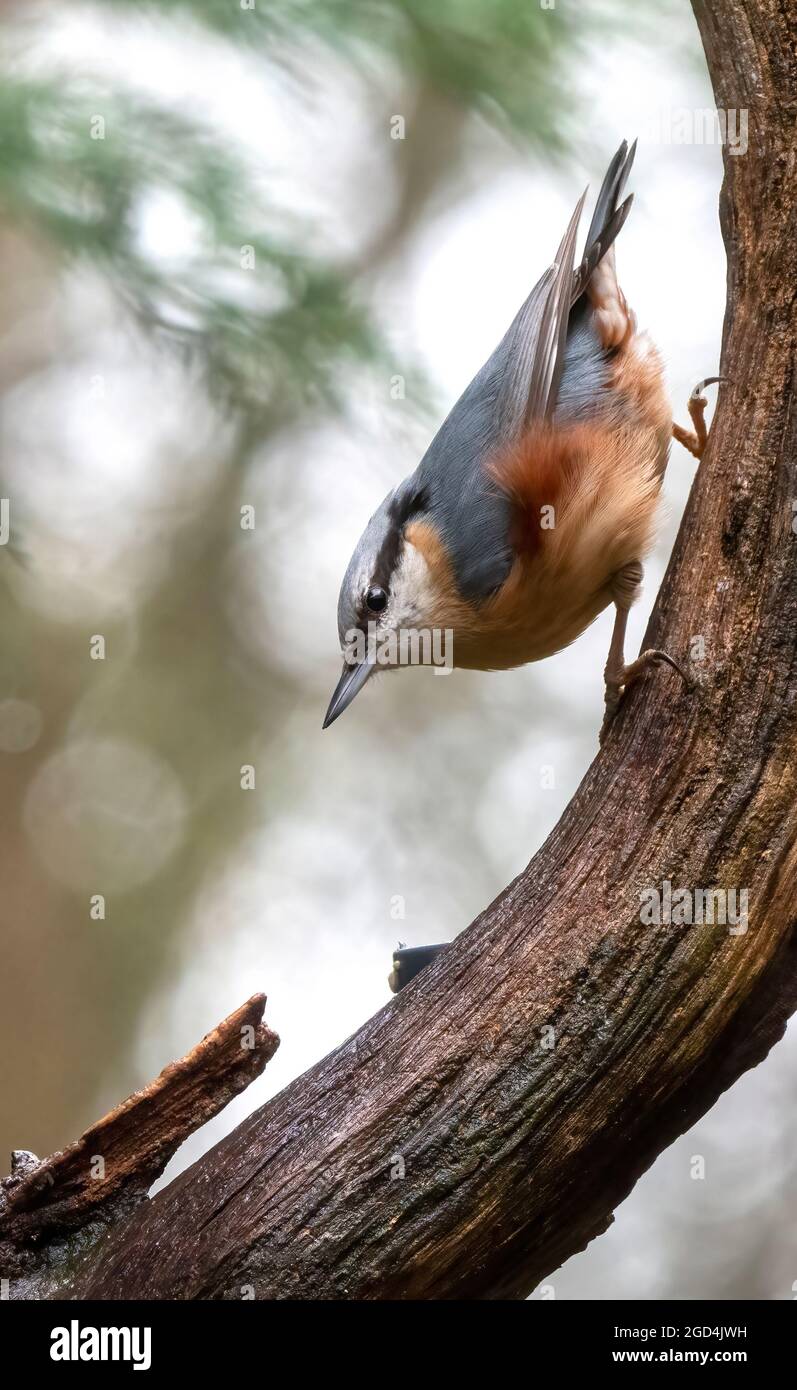 Eurasian Nuhatch (Sitta europaea), side view of an adult on a trunk in the Netherlands Stock Photo