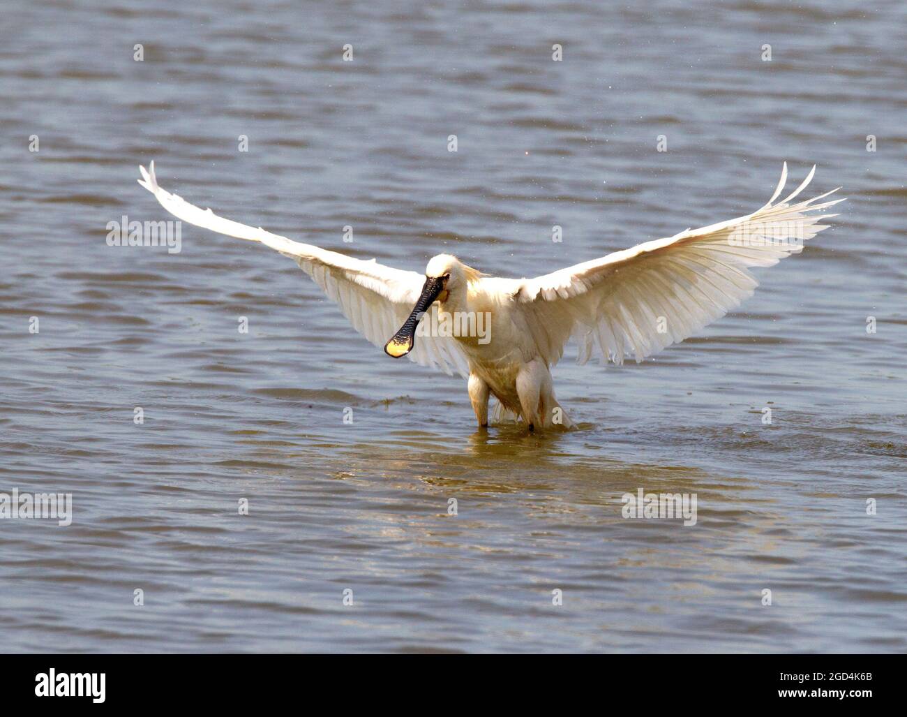 Eurasian Spoonbill (Platalea leucorodia) adult landing in the water Stock Photo