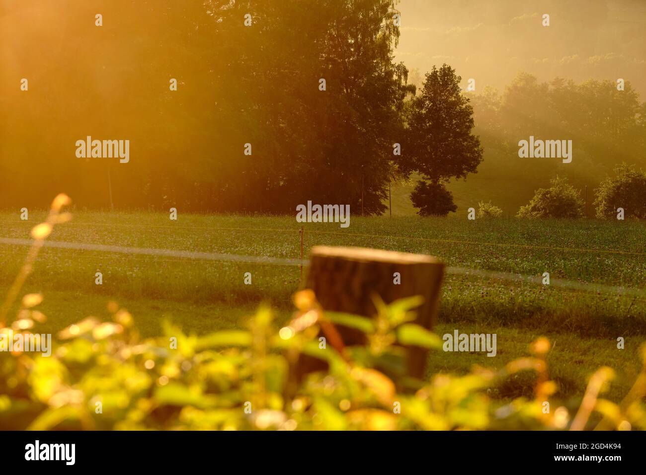 Beautiful rural summer landscape with agricultural fields and trees during sunset. Seen in Germany in the Rhön Mountains in summer Stock Photo