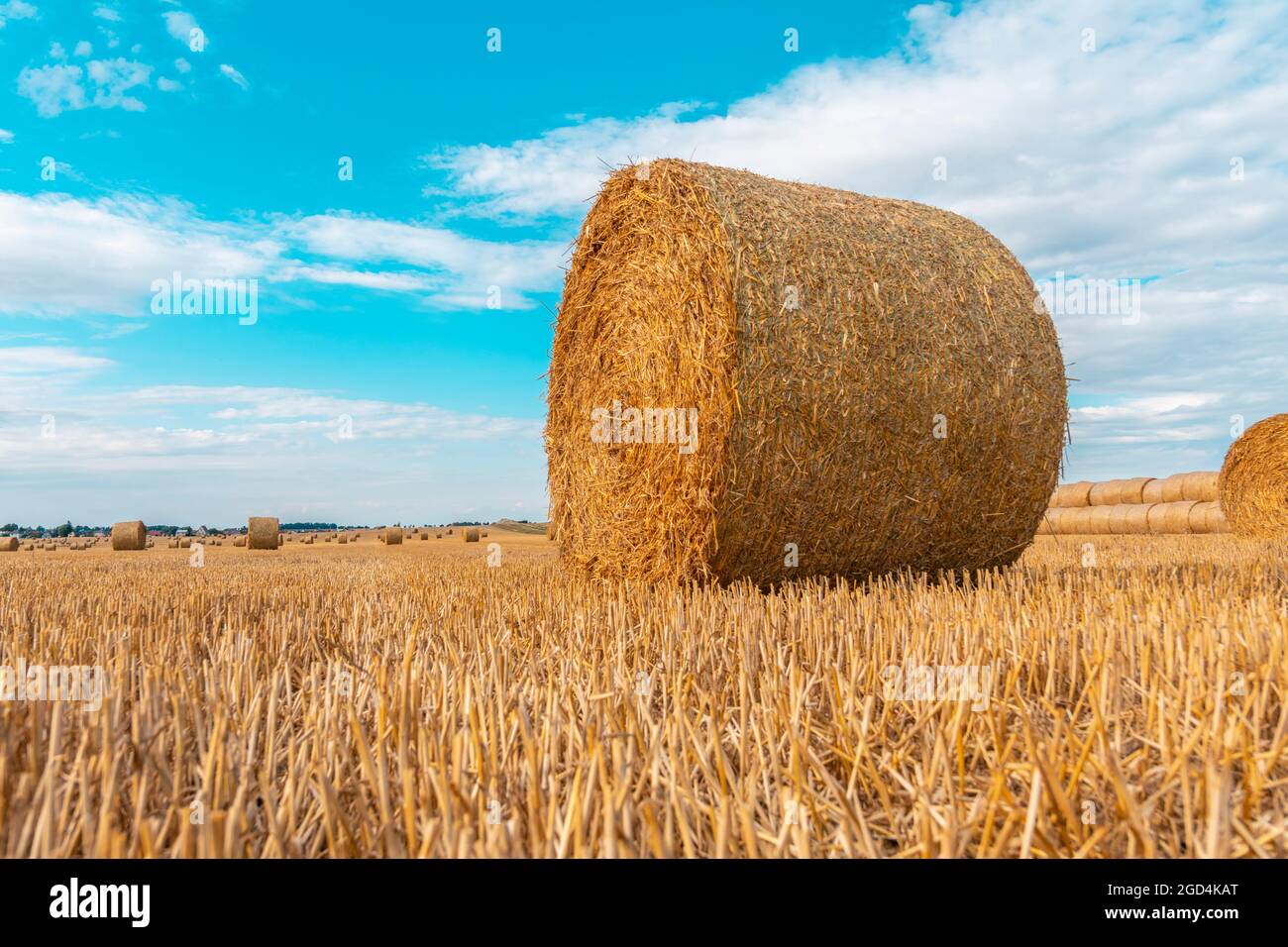 Big round straw bales of straw in the field after the harvest Stock