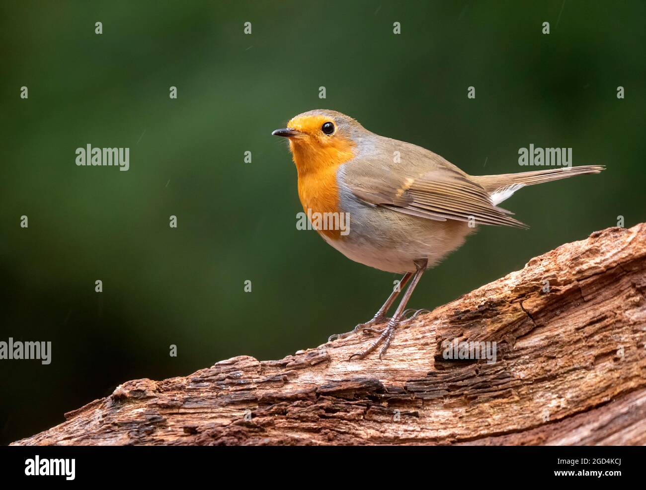 European Robin (Erithacus rubecula), adult perched on a trunk Stock Photo
