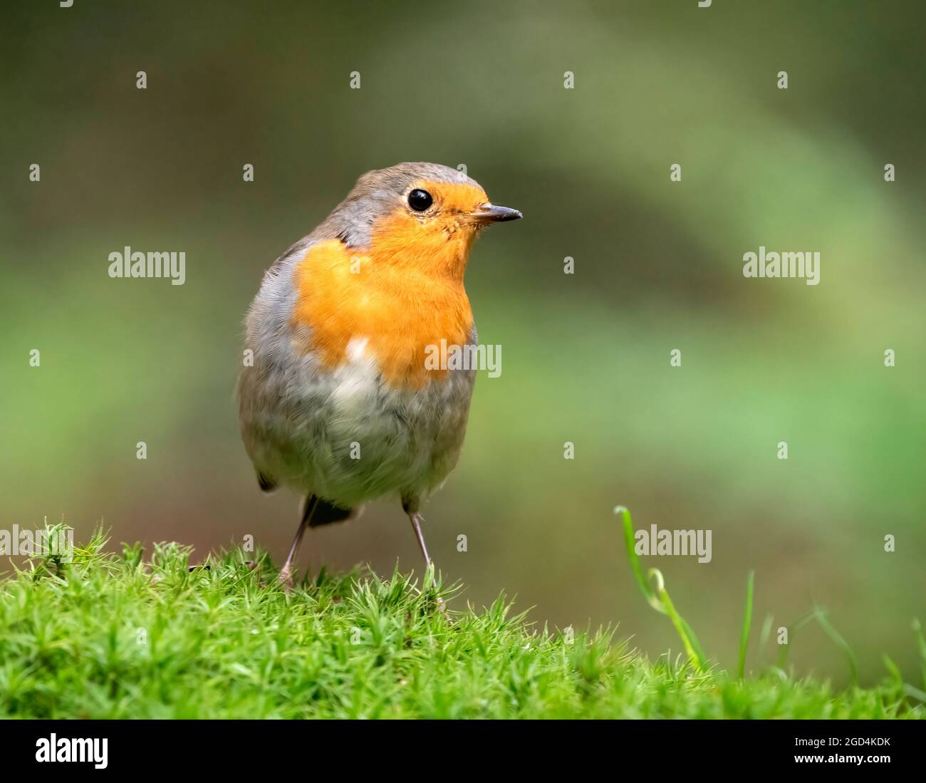 European Robin (Erithacus rubecula), seen from the front, adult perched on the floor Stock Photo