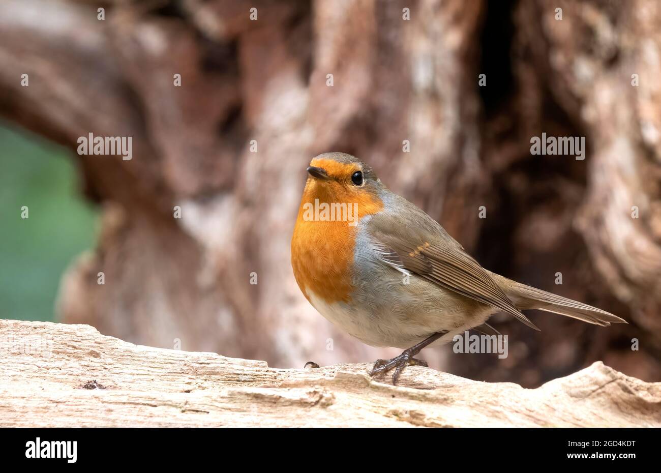 European Robin (Erithacus rubecula), seen from the front, adult perched on the floor Stock Photo