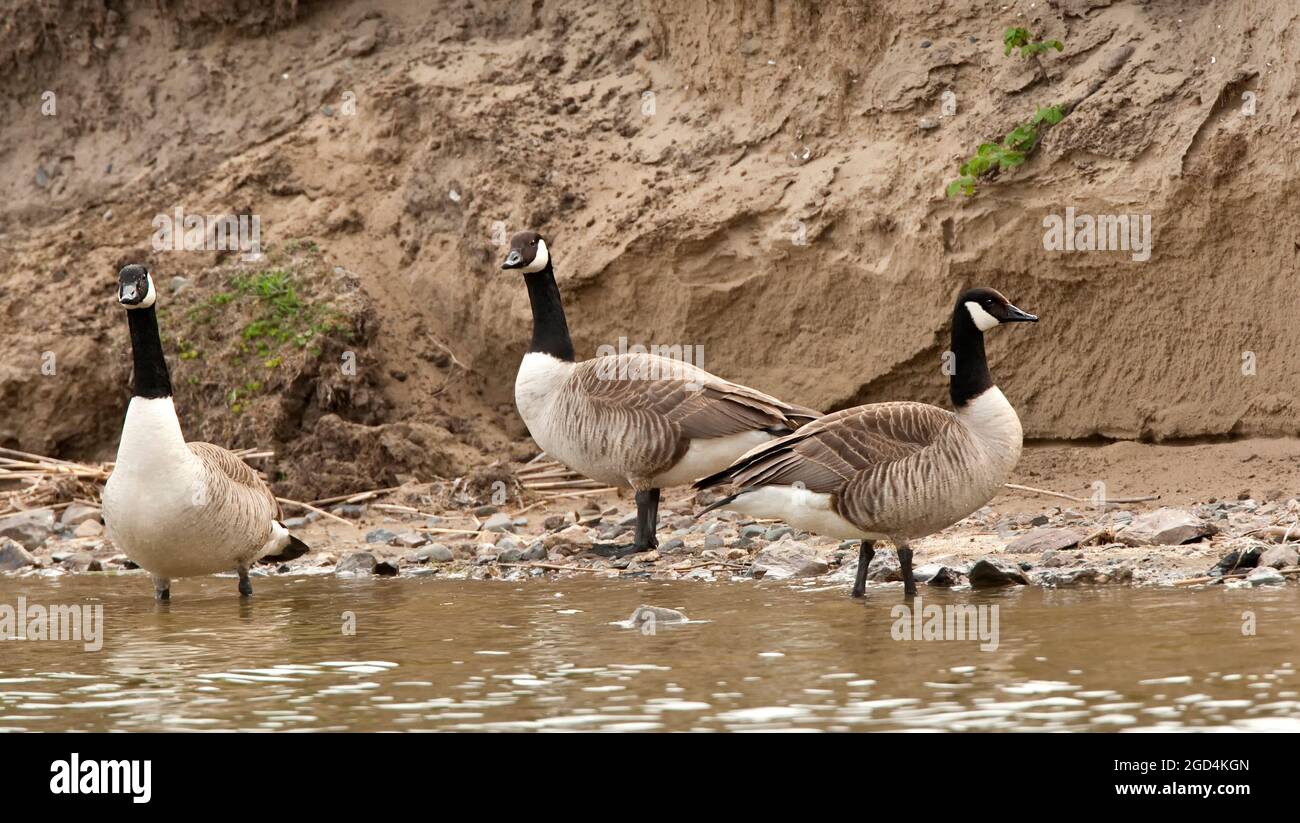 Greater Canada Goose (Branta canadensis canadensis) perched in the water Stock Photo
