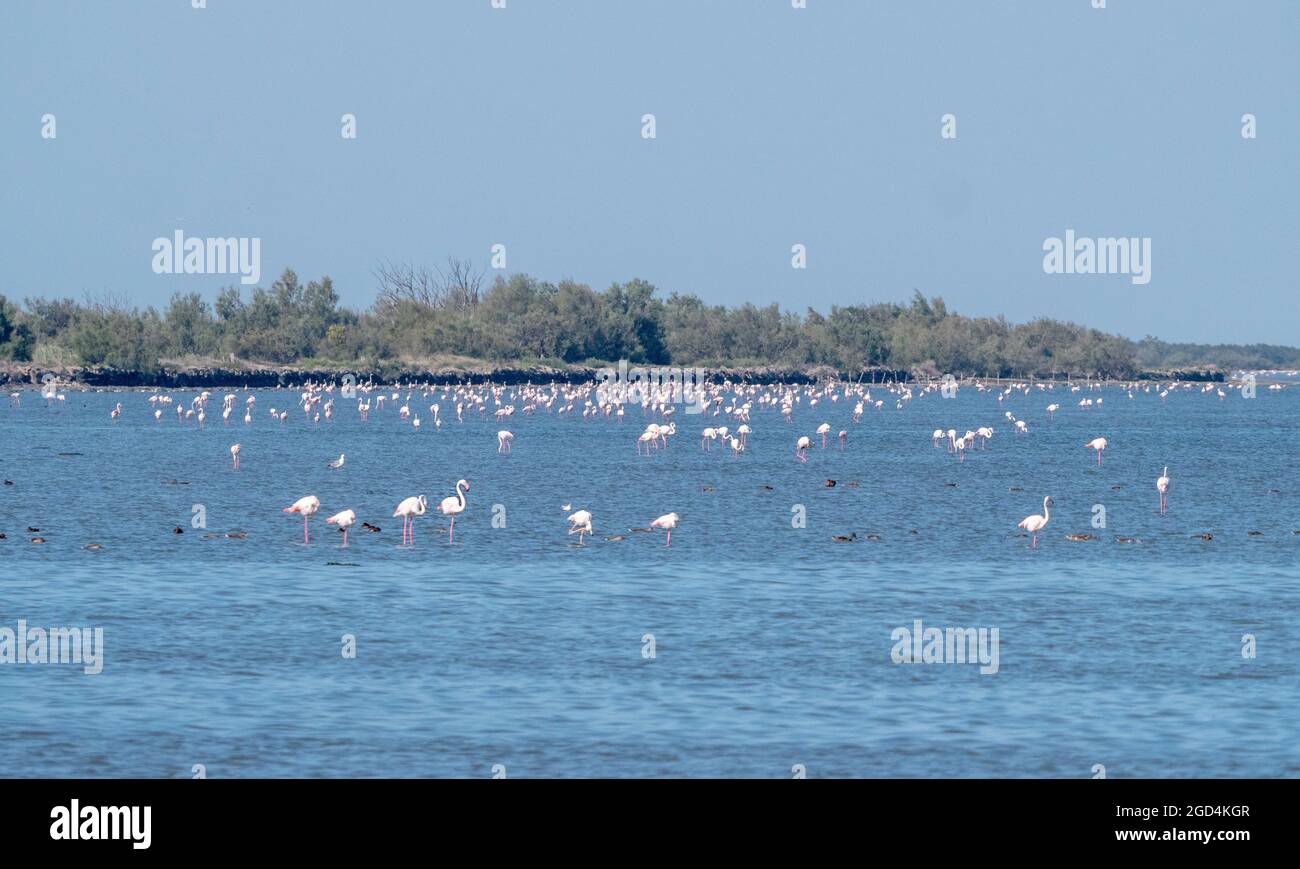 Greater Flamingo (Phoenicopterus roseus) group in the Camargue perched in water Stock Photo