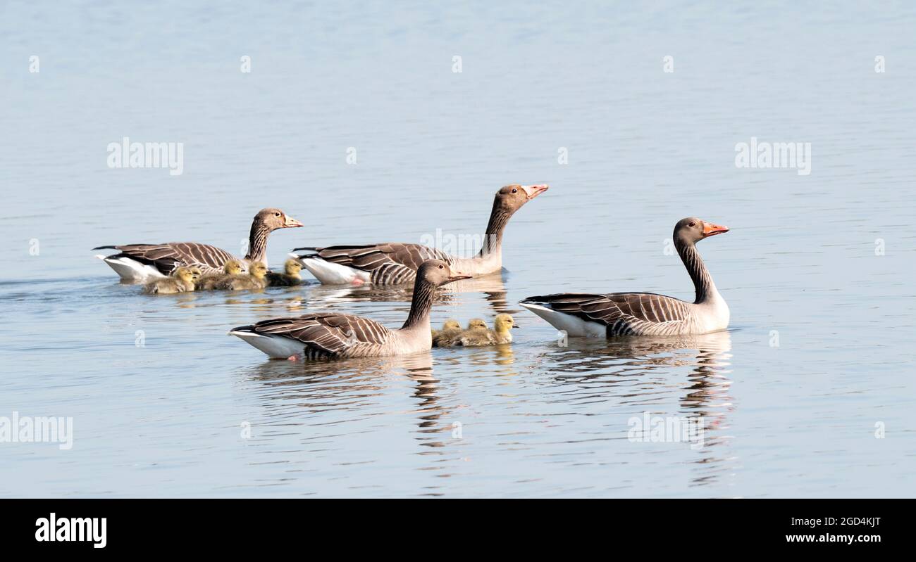 Greylag Goose (Anser anser) adult swimming with chicks Stock Photo