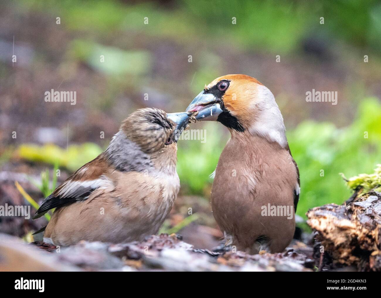 Hawfinch Rspb Young Hawfinch