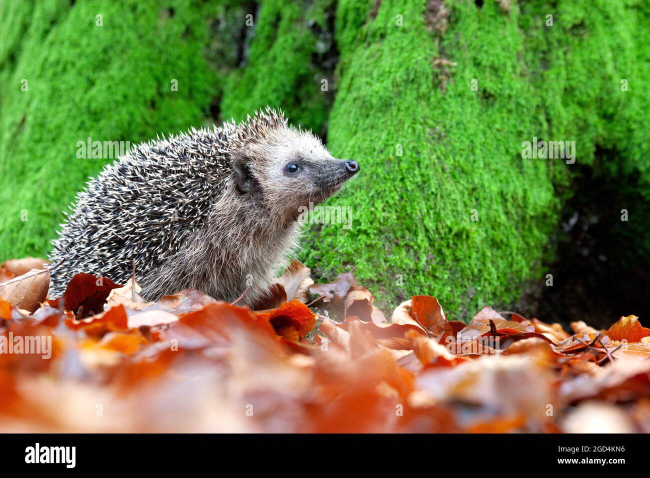 European Hedgehog (Erinaceus europaeus) perched between leaves near a tree in autumn Stock Photo