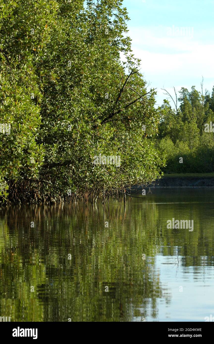 Mangroves, The Gambia. Picture taken from out of a boat Stock Photo