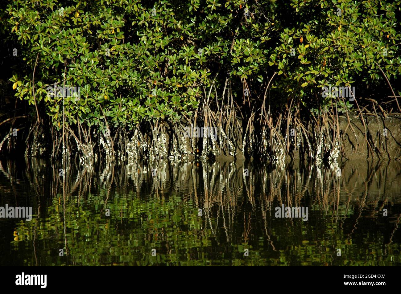 Mangroves, The Gambia. Picture taken from out of a boat Stock Photo