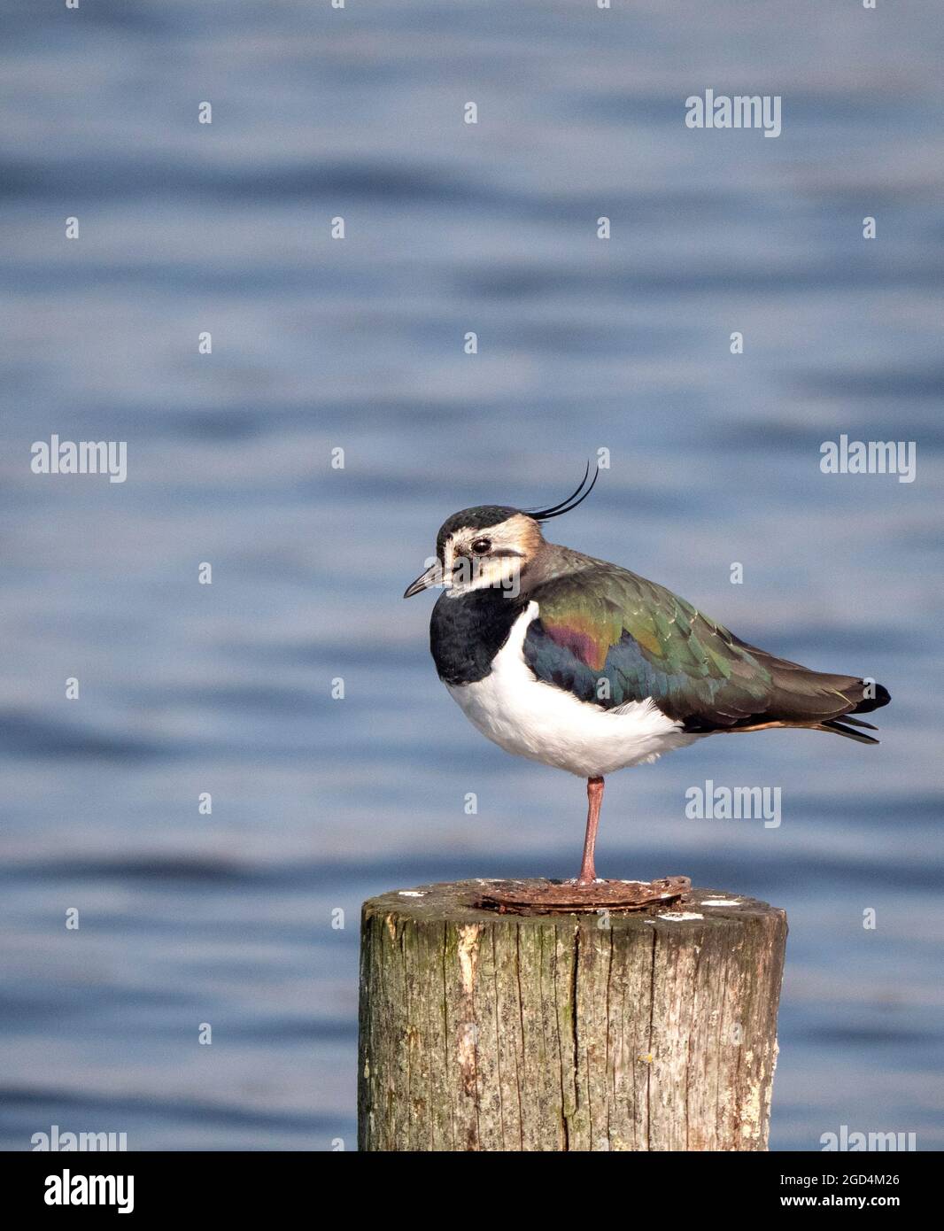 Northern Lapwing (Vanellus vanellus) perched on a pole with blue in the background Stock Photo