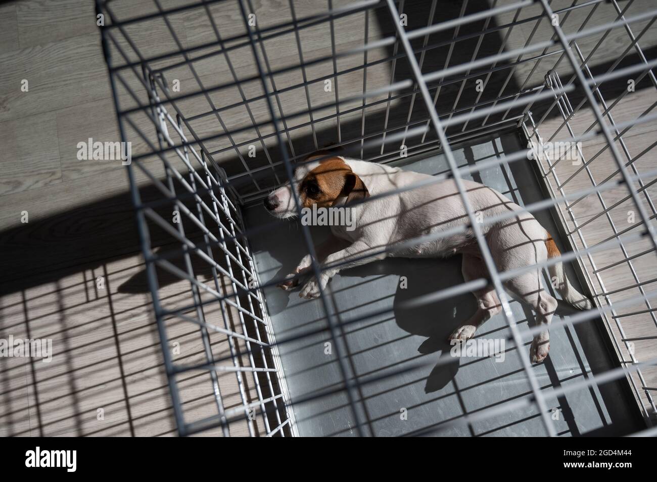 Sad dog Jack Russell Terrier lies in a cage. View from above Stock