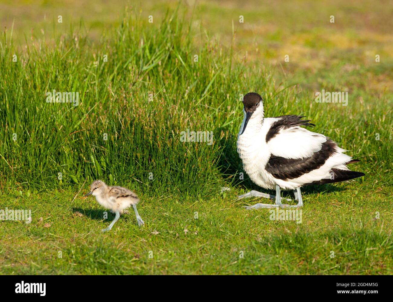 Pied Avocet (Recurvirostra avosetta) adult perched on gras with chick walking away Stock Photo