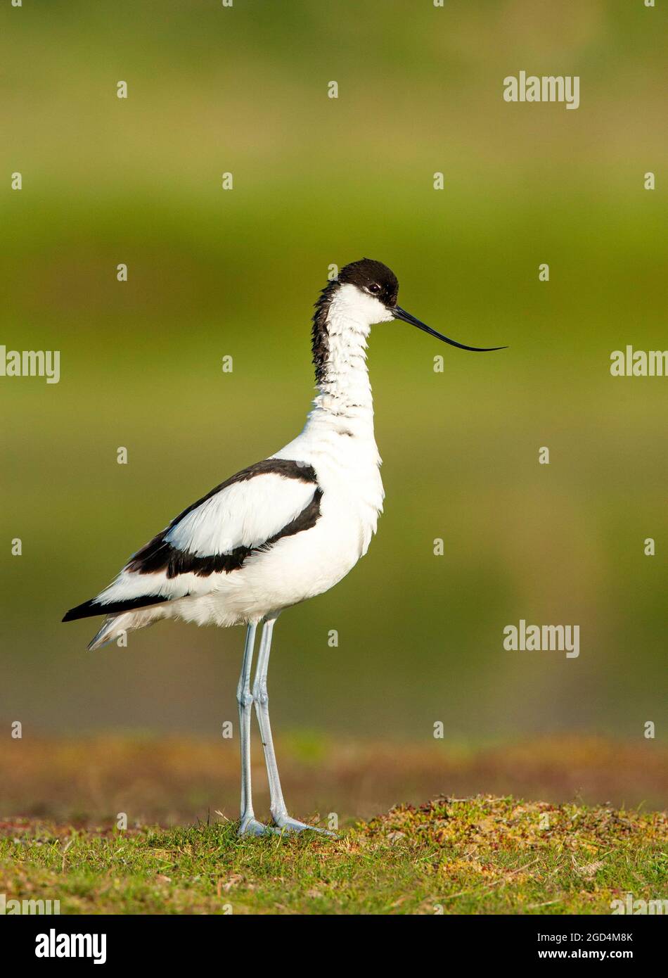 Pied Avocet (Recurvirostra avosetta) adult perched on gras with green background Stock Photo