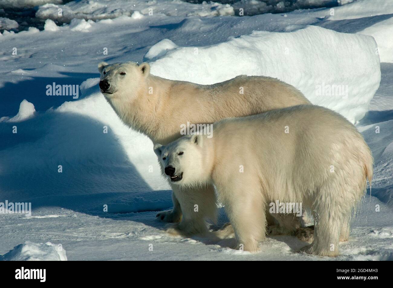 Polar Bear (Ursus maritimus) adult en cub on pack ice Stock Photo
