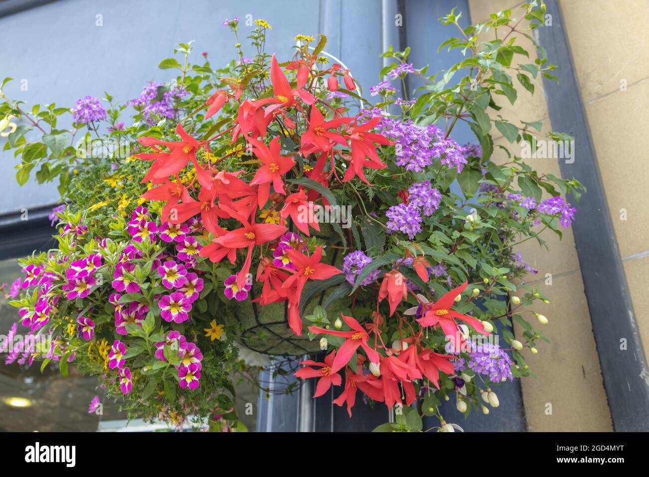 Mixed red, purple, orange and pink flowers eye-catching outdoors hanging flower basket. Stock Photo