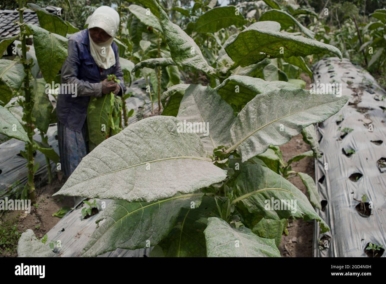 Central Java, Indonesia. 11th Aug, 2021. A woman picks up tobacco leaves covered by volcanic ash from Mount Merapi after eruption at her tobacco plantation in Tlogolele village of Central Java, Indonesia, Aug. 11, 2021. Credit: Supriyanto/Xinhua/Alamy Live News Stock Photo