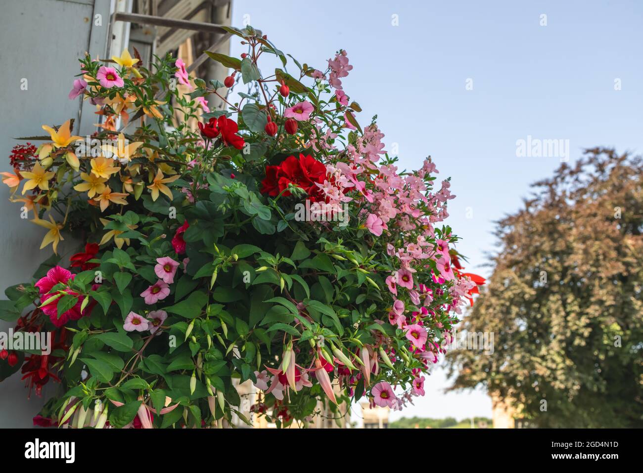 Mixed red, purple, orange and pink flowers eye-catching outdoors hanging flower basket. Stock Photo