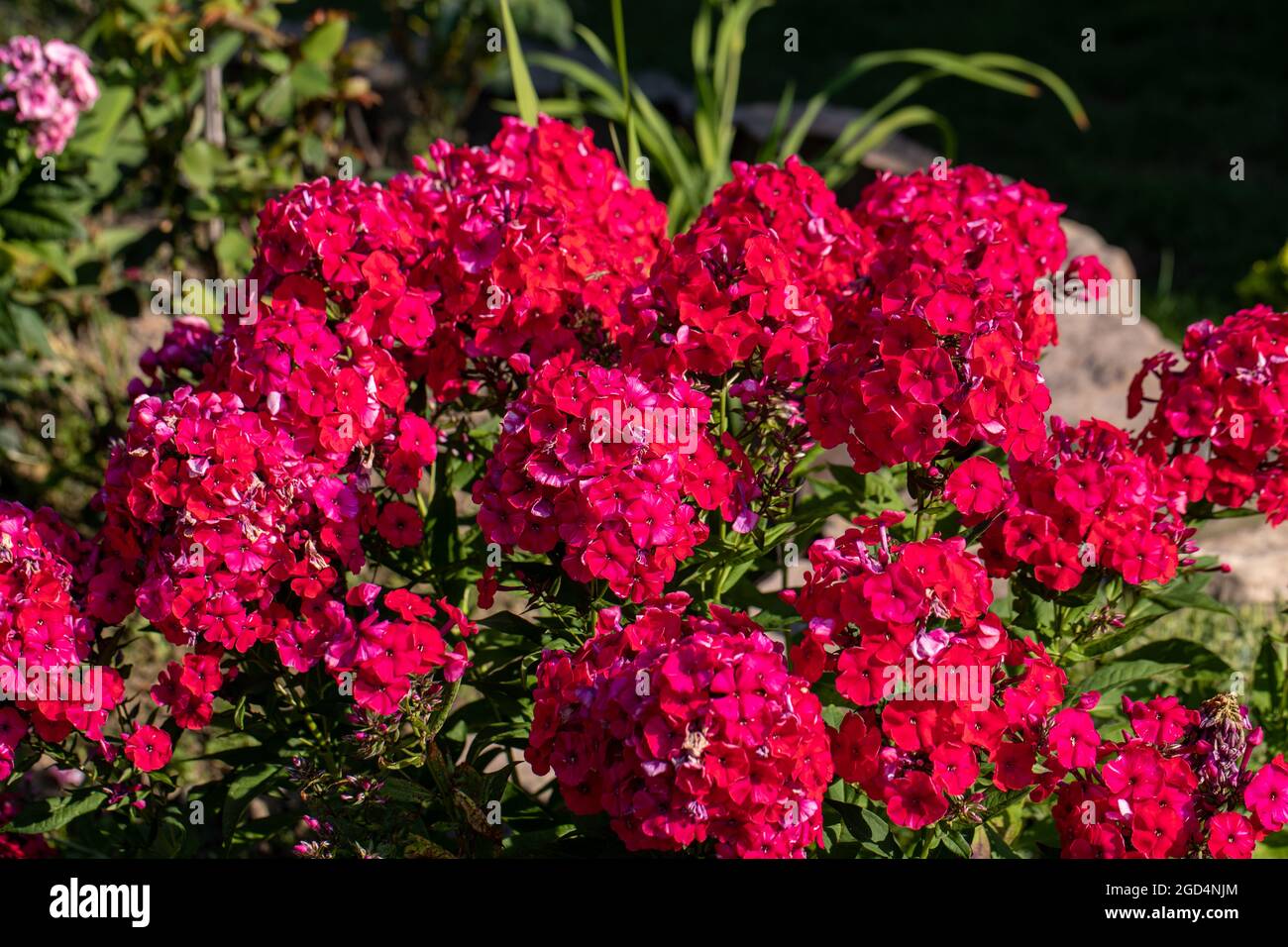 Flowering branch of red phlox in the garden Stock Photo