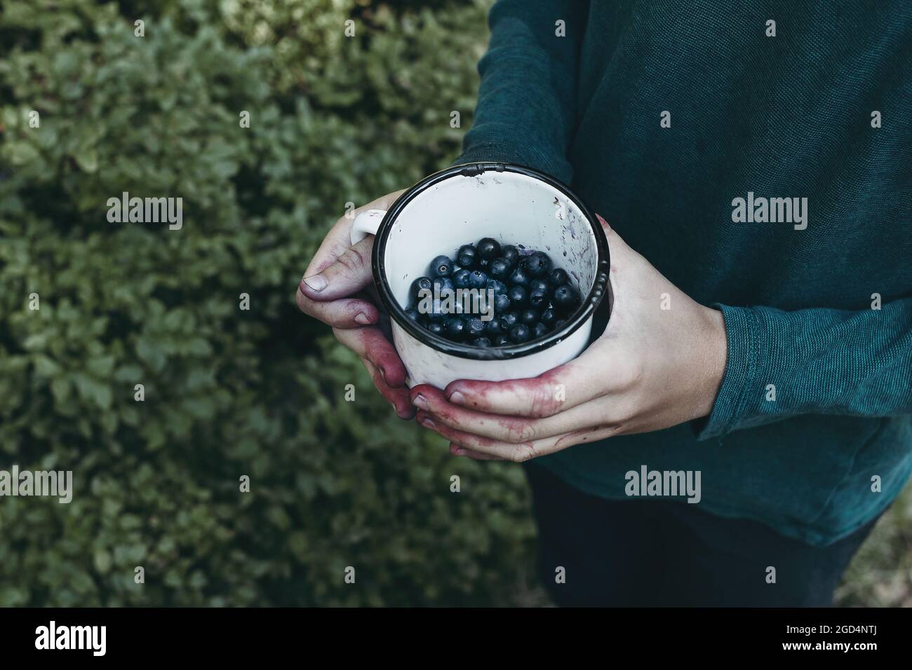 Child, young boy in green T-shirt holding white tin cup with blueberries in dirty hands. Harvesting foraging wild bilberries fruit. Camping travel Stock Photo