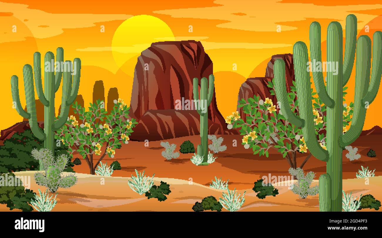 Desert forest landscape at sunset time scene with many cactuses ...