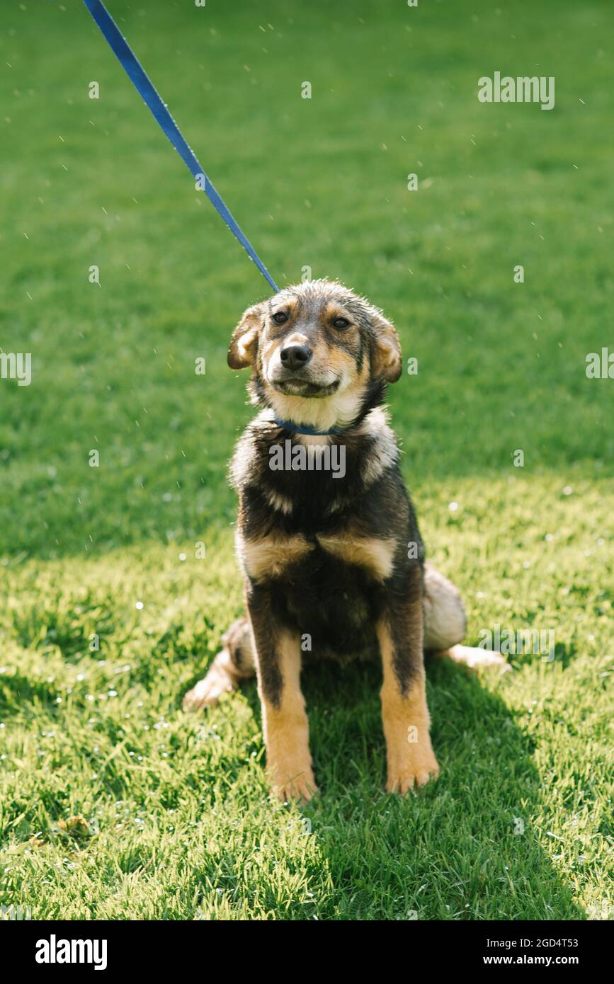 A mongrel adult puppy on a leash after the rain is all wet Stock Photo