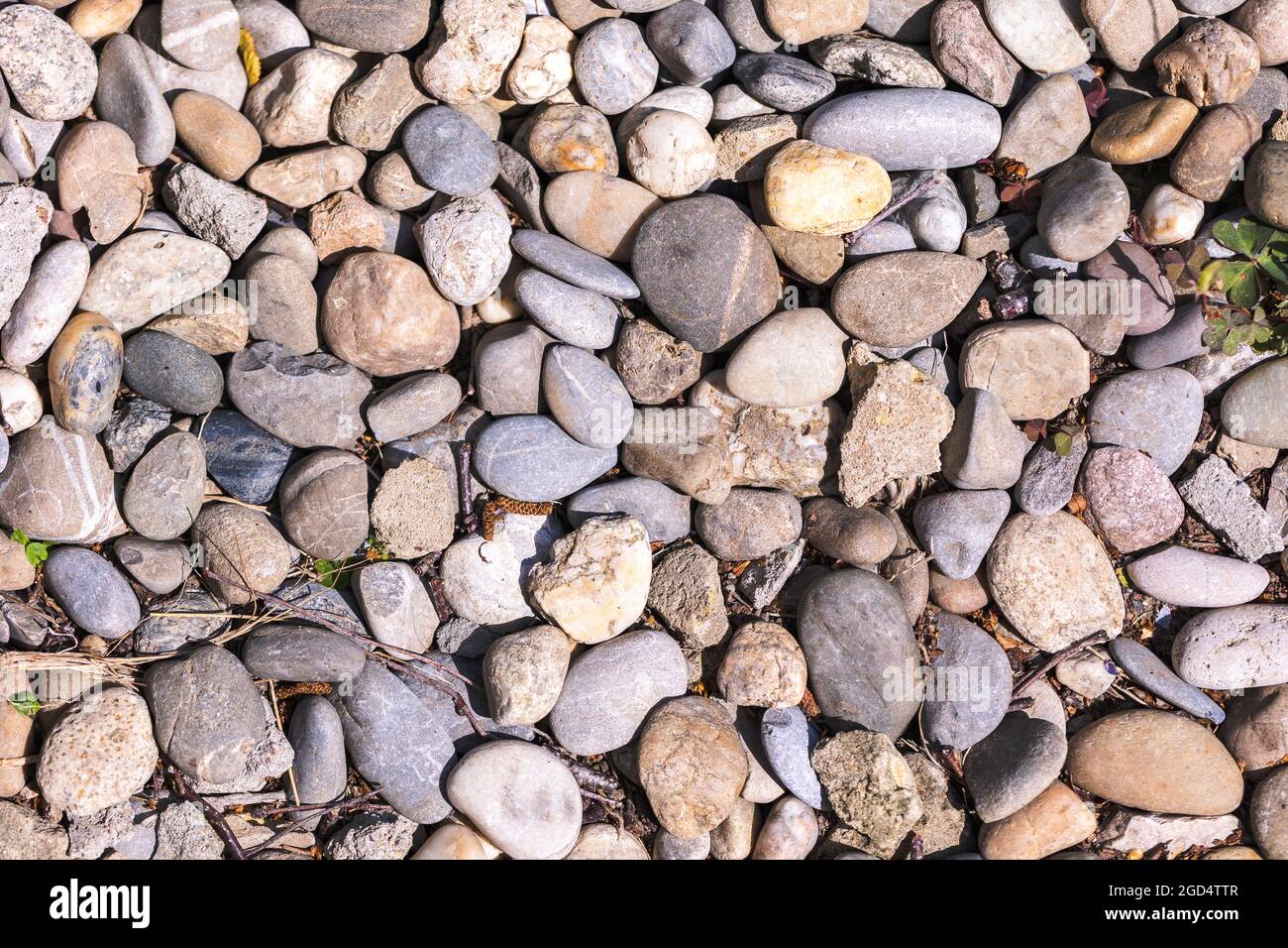 A texture portrait of pea gravel, which are small rocks of