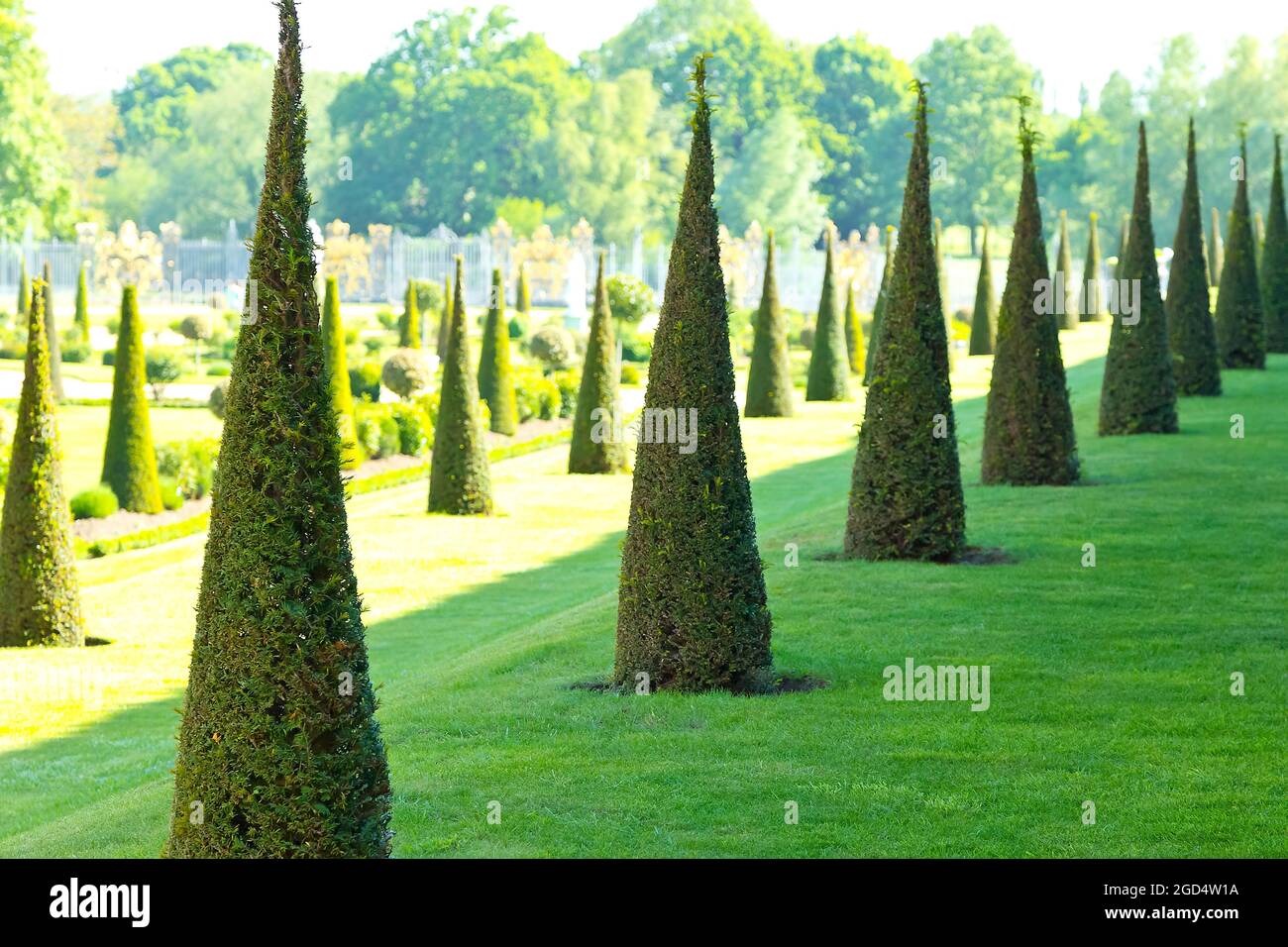 Richmond upon Thames, London, UK - May 25, 2012: rows of cone shaped yew trees in summer sun, detail of the Privy Garden at Hampton Court Palace. Stock Photo