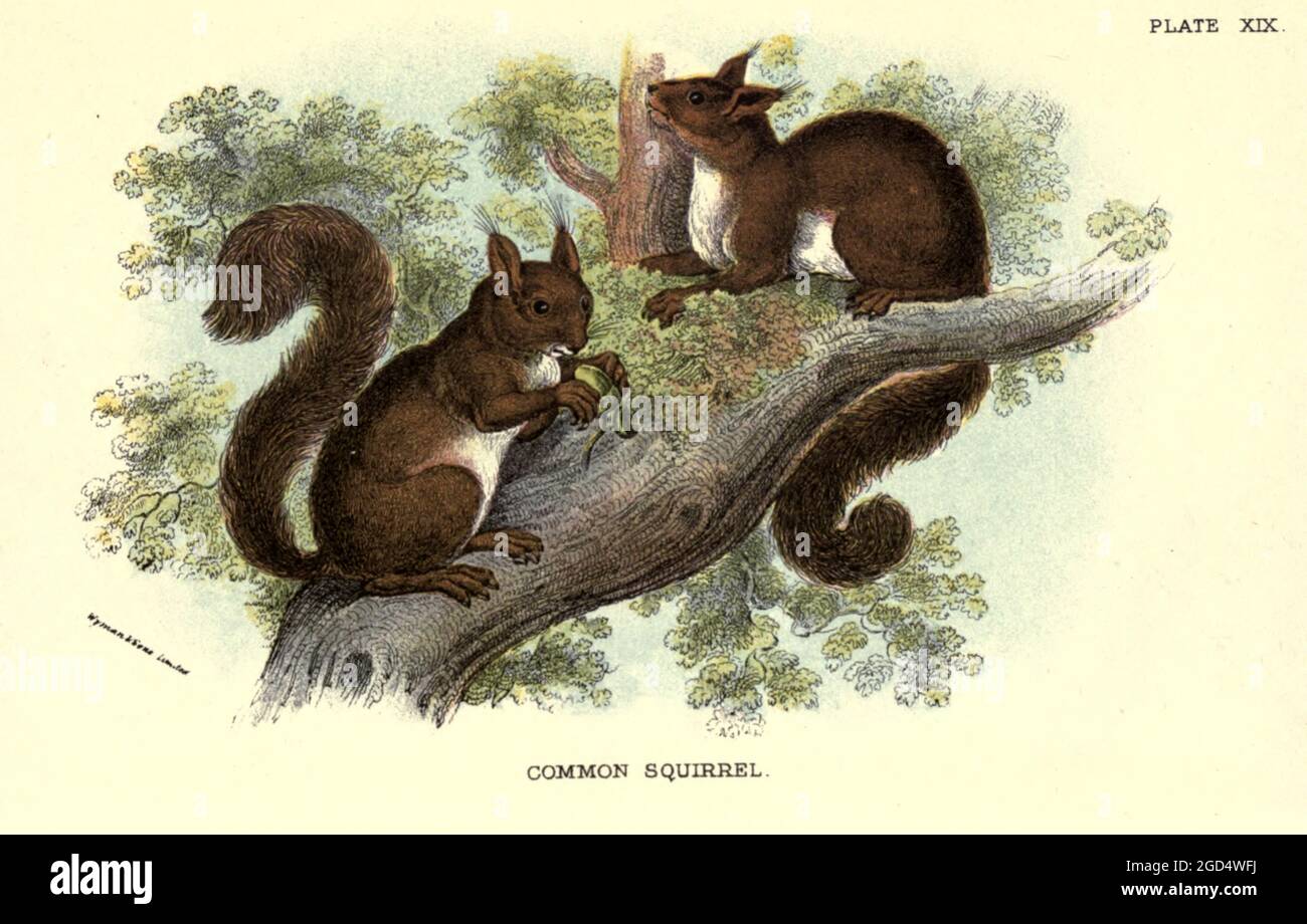 The red squirrel or Eurasian red squirrel (Sciurus vulgaris) is a species of tree squirrel in the genus Sciurus common throughout Eurasia. The red squirrel is an arboreal, primarily herbivorous rodent.  From the book ' A hand-book to the British mammalia ' by  Richard Lydekker, 1849-1915  Published in London, by Edward Lloyd in 1896 Stock Photo
