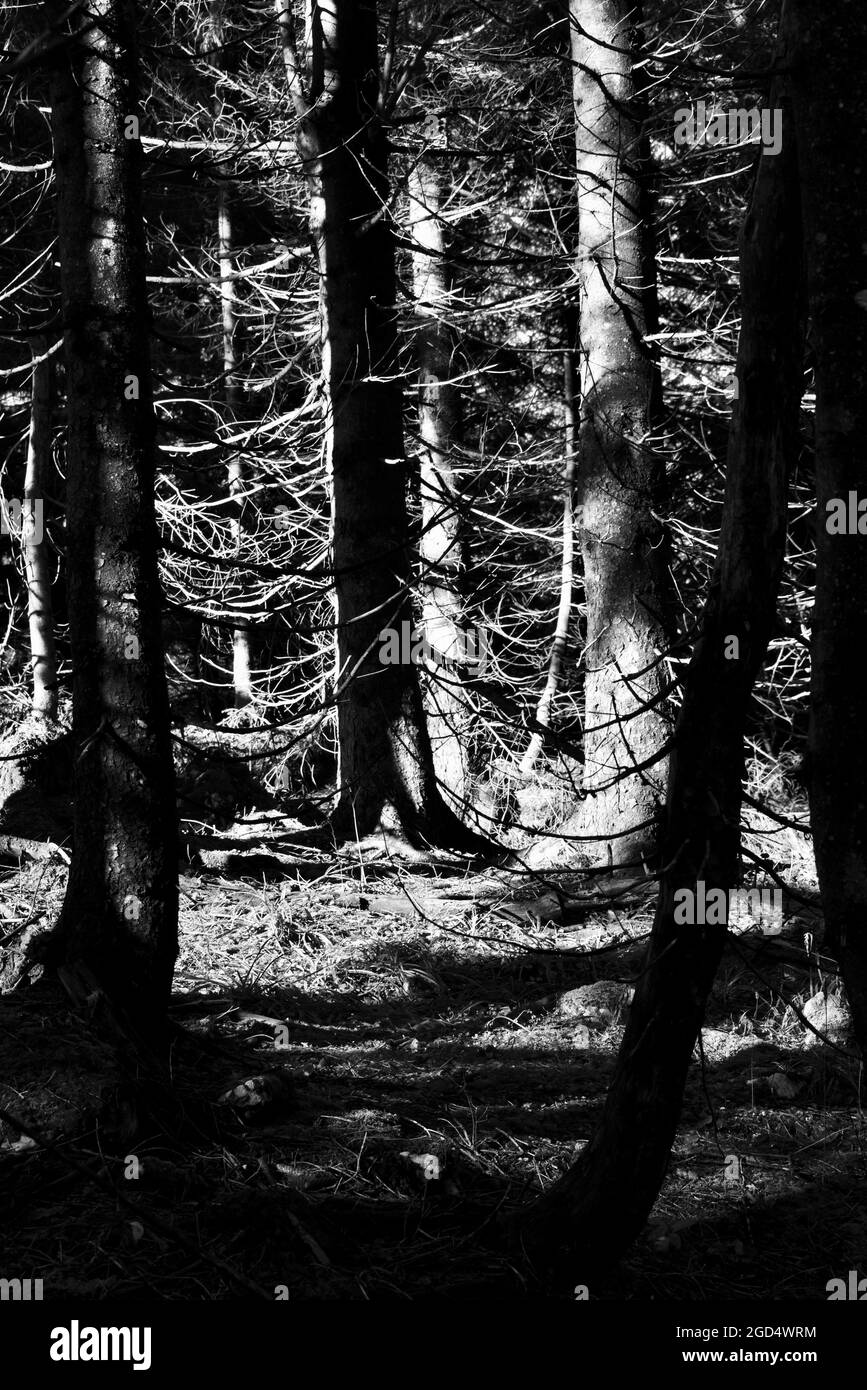 fascinating sunlight scenery in a forrest in Ebensee, Austria 2020 in black and white Stock Photo