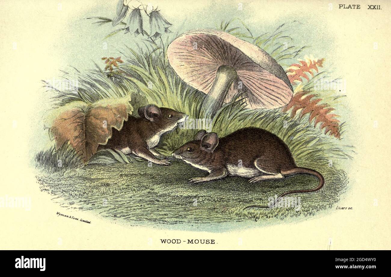 Other names for mouse deals