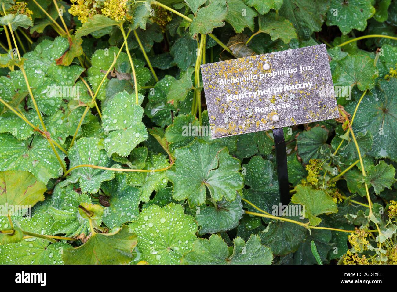 Healing herbs plant Alchemilla vulgaris, Alchemilla Glaucescens, Alchemilla mollis, Alchemilla propinqua, the garden lady's-mantle or lady's-mantle, i Stock Photo